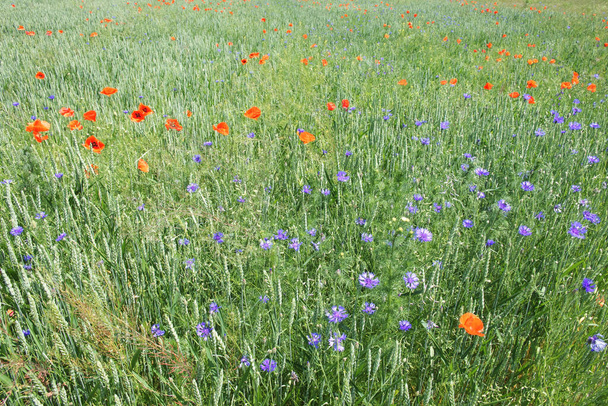 夏に畑の草の間に赤いケシ。美しい野の花。手つかずの自然. - 写真・画像
