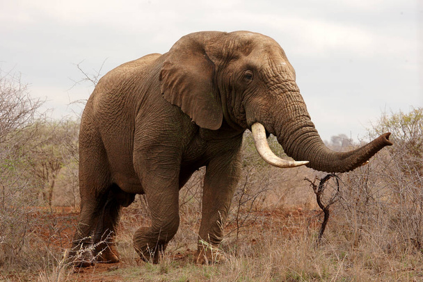 Africký slon keřový (Loxodonta africana), velmi velký býk. V suchém keři stojí obrovský slon s velkými kly. Big tuscker. - Fotografie, Obrázek