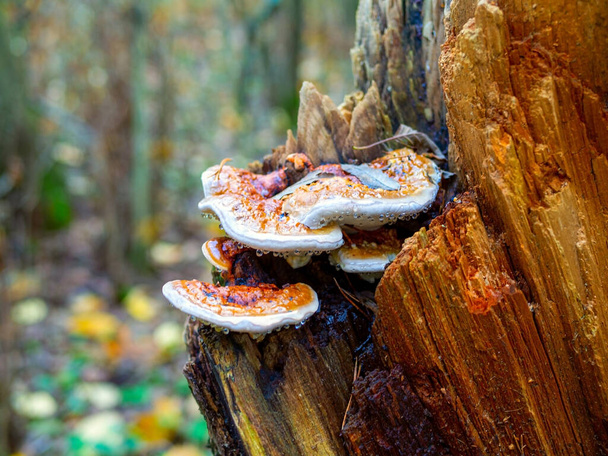 Mushrooms On A Tree. autumn season. - Photo, Image