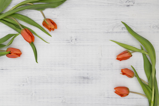 tulipes orange sur fond blanc - Photo, image