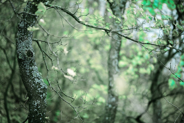 erdő ősszel gyönyörű lombozattal és kellemes színekkel - Fotó, kép