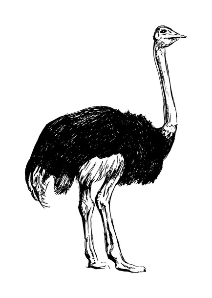 Hand drawing an ostrich - Вектор,изображение