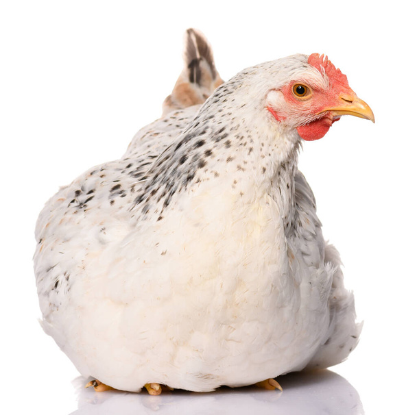 one white chicken isolated on white background, studio shoot - Φωτογραφία, εικόνα