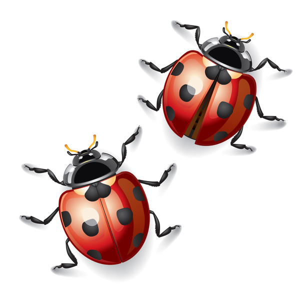 Ladybugs - Vecteur, image