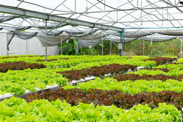 hydroponiczne ekologiczne uprawy warzyw uprawiające sałatę zieloną - Zdjęcie, obraz