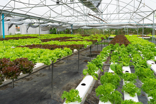 緑のレタスを栽培する水生有機野菜農場です - 写真・画像