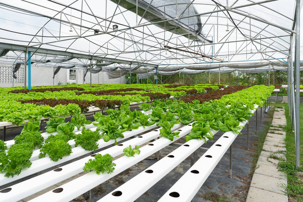 hydroponiczne ekologiczne uprawy warzyw uprawiające sałatę zieloną - Zdjęcie, obraz