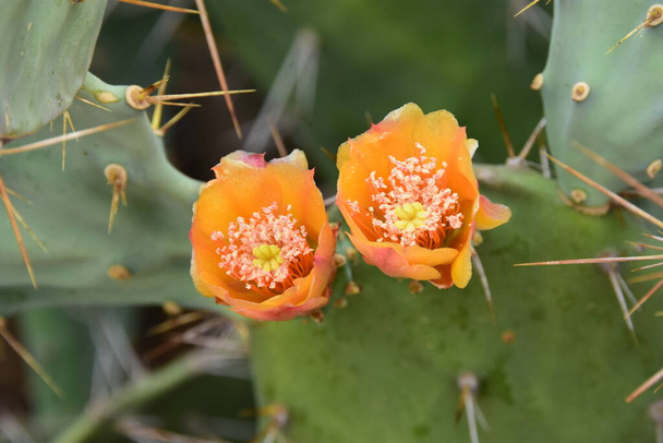 vue des fleurs et des feuilles d'un cactus épineux dans les jungles du rajasthan - Photo, image
