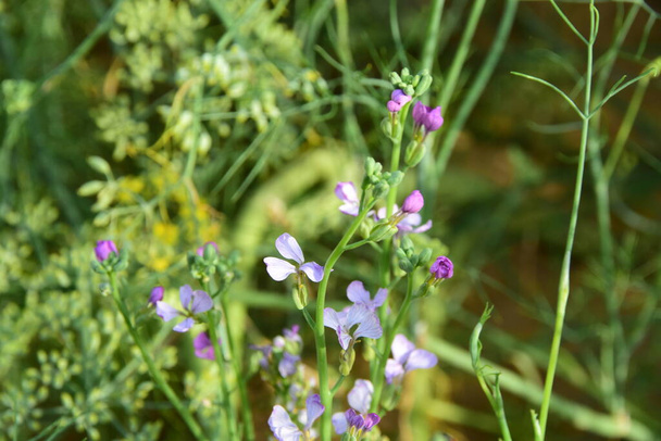 Вид на квітку рослини фенхелю в саду
 - Фото, зображення