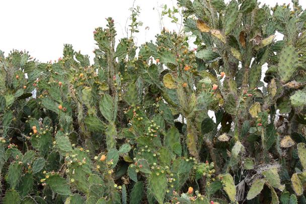 Veduta dei fiori e delle foglie di un cactus spinoso nella giungla del Rajasthan - Foto, immagini