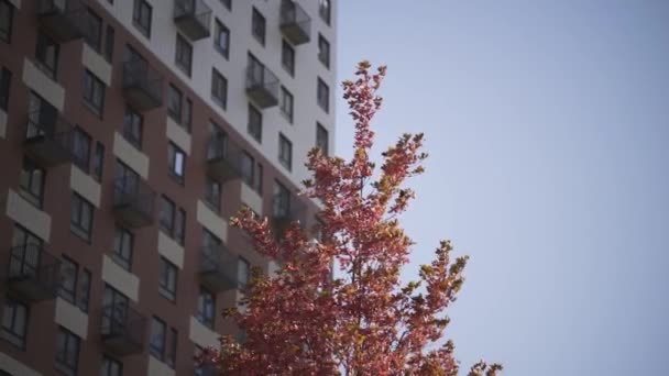 Yüksek binaların arka planında kırmızı yapraklar olan dallar. Başla. Ağaçların tepesinde sonbahar yaprakları açık havada rüzgarda hışırdıyor. Binanın arka planında kırmızı yapraklar ve mavi gökyüzü olan ağaç - Video, Çekim