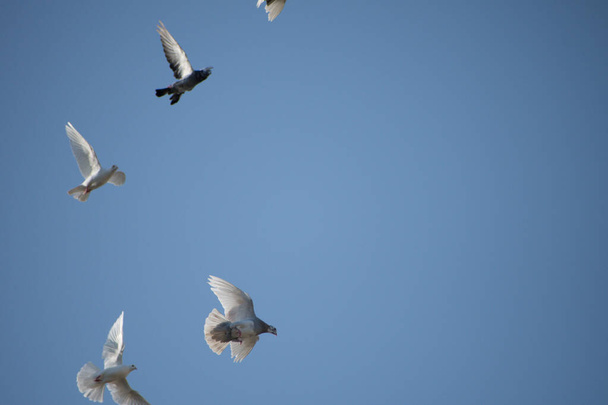 Голуби і голуби в польоті разом з блакитним фоном неба
.  - Фото, зображення