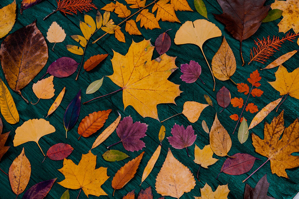 Sárga őszi juhar levelek kompozíciók. Őszi koncepció piros-sárga levelek háttér. Fényes, színes levelek - Fotó, kép