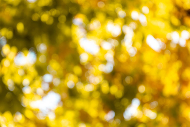 Autumn. Blurry background with yellow foliage. - Photo, image