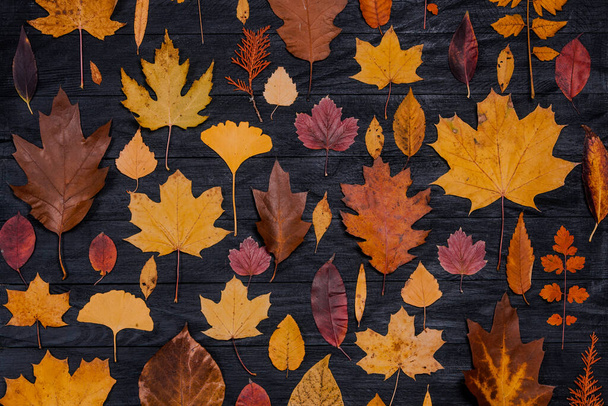 Желтый осенний клен оставляет композиции. Осенняя концепция с красно-желтыми листьями фона. Яркие красочные листья - Фото, изображение