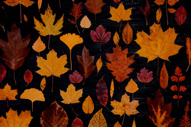 Yellow autumn maple leaves compositions. Autumn concept with red-yellow leaves background. Bright colorful leaves - Photo, Image