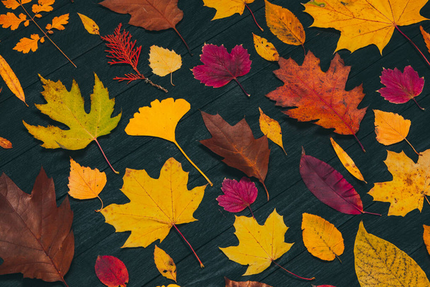 Feuilles d'érable jaune d'automne compositions. Concept d'automne avec fond de feuilles rouge-jaune. Feuilles colorées lumineuses - Photo, image