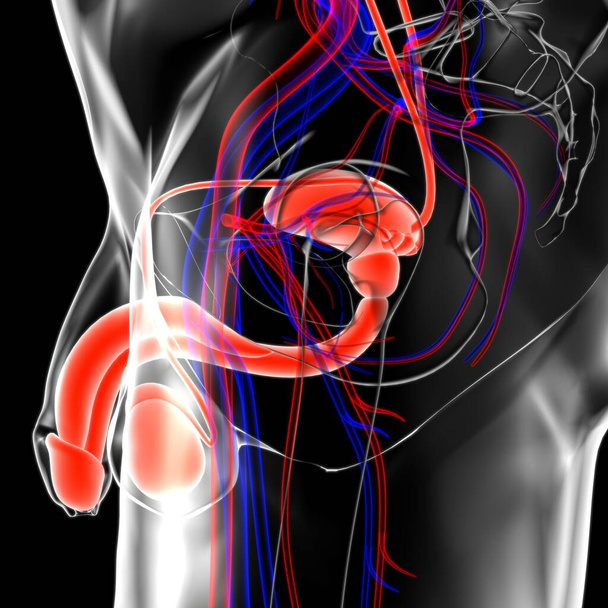 Anatomia del sistema riproduttivo maschile per concetto medico Illustrazione 3D - Foto, immagini