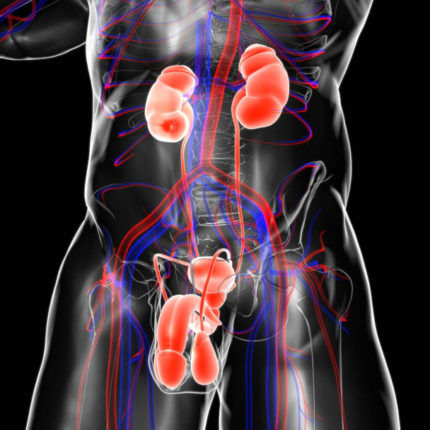 Анатомия мужской репродуктивной системы для медицинской концепции 3D иллюстрации - Фото, изображение