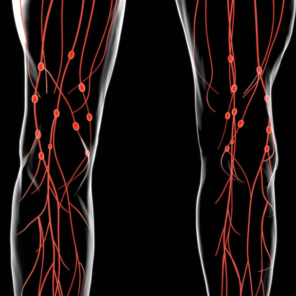 Anatomie humaine de nœuds lymphatiques pour l'illustration 3D de concept médical - Photo, image