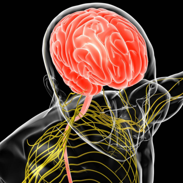 Human Brain Anatomy For Medical Concept 3D Illustration - Photo, Image