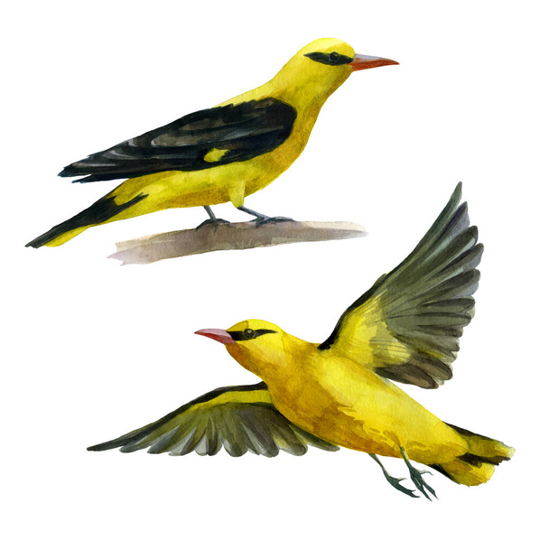 Watercolor illustration set. Birds oriole. Watercolor drawing. - 写真・画像