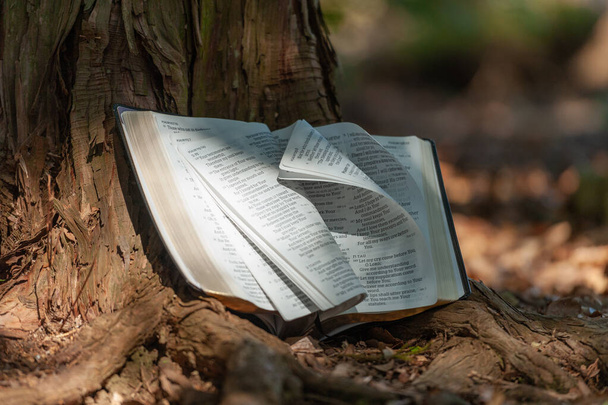 Die Bibel im Freien auf einem Baumstamm mit Blättern, die sich in Wind und Sonnenlicht drehen. Verschwommener Hintergrund mit Kopierraum. Nahaufnahme. - Foto, Bild