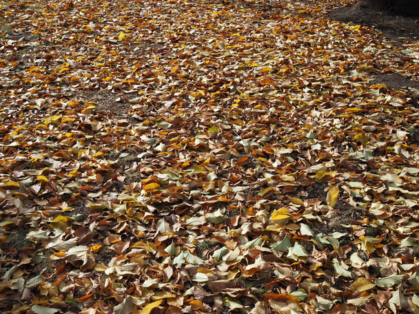Φθινοπωρινή υφή - πεσμένα φύλλα Ηλιόλουστη μέρα. - Φωτογραφία, εικόνα