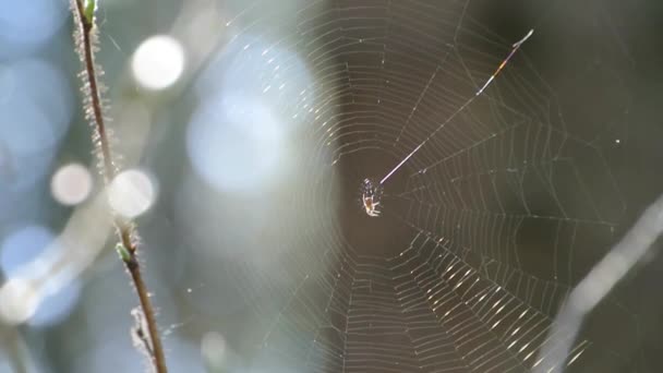 Spider web - Footage, Video