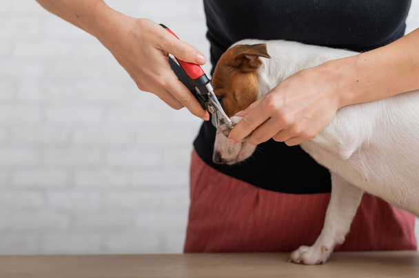 A woman cuts her claws on a Jack Russell Terrier. Frightened dog in grooming procedure - Zdjęcie, obraz