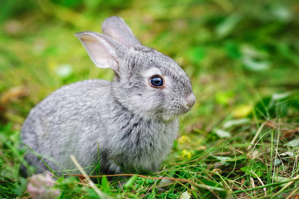 Mooie kleine konijntje close-up voor kalender of ansichtkaart. Een klein grijs konijntje zit op het groene gras - Foto, afbeelding