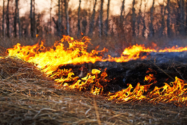 Otwarty ogień. Pali suchą trawę na polu. Ekstremalne katastrofy i pożary lasów podczas suszy. Zniszczenie gruntów rolnych. - Zdjęcie, obraz