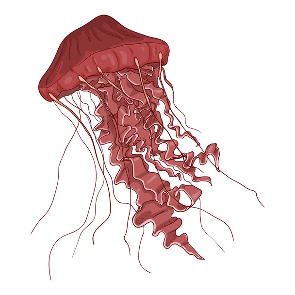 Vector de medusas de dibujos animados sobre fondo blanco - Vector, Imagen
