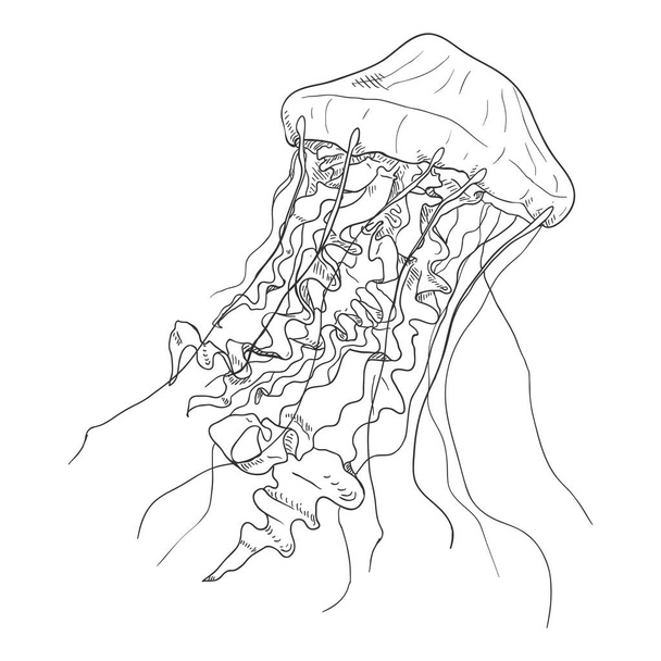 Vector esboço medusa em fundo branco - Vetor, Imagem