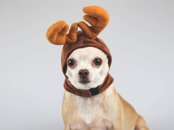 白い背景にカメラを見て、トナカイの角の帽子をかぶって茶色の短い髪Chihuahua犬の画像を閉じます。クリスマスと新年のお祝い. - 写真・画像