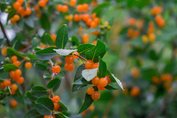 Danae観賞用低木。緑の葉を持つ枝にオレンジの果実。秋の背景. - 写真・画像