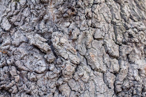 tree bark texture. Very nice background. - 写真・画像