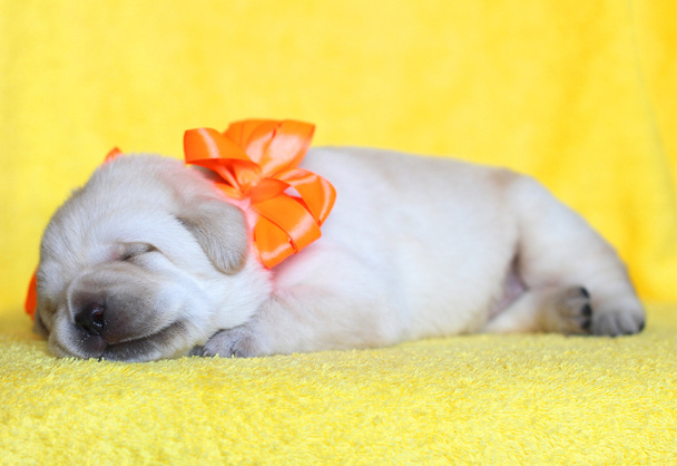 felice giallo labrador cucciolo ritratto dormire
 - Foto, immagini