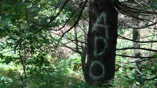 Inscripción del nombre en el árbol de corteza  - Imágenes, Vídeo