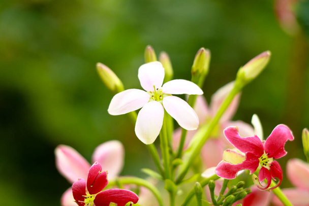 Flores rojas y blancas de Combretum indicum, conocidas como la enredadera Rangún o madreselva china, enfoque selectivo - Foto, imagen