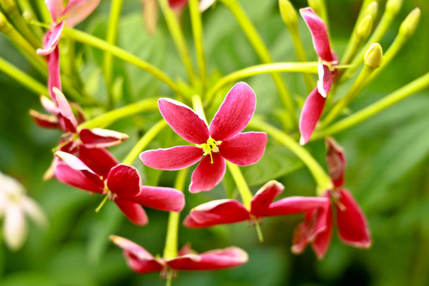 Flores rojas y blancas de Combretum indicum, conocidas como la enredadera Rangún o madreselva china, enfoque selectivo - Foto, imagen