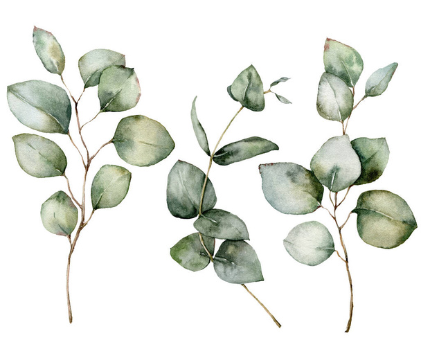 Akwarelowy zestaw świąteczny ze srebrnym dolarem i błękitnym eukaliptusem. Ręcznie malowane gałęzie i liście odizolowane na białym tle. Ilustracja kwiatowa do projektowania, druku, tkaniny lub tła. - Zdjęcie, obraz