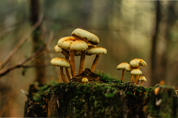 Lesní houby na hnijícím kmeni stromu s mechem. Skupina jedovatých hub, hub, muchomůrek a mechu na shnilém pařezu. Rozmazané pozadí zeleného lesa. Nebezpečné jídlo pro lidi. - Fotografie, Obrázek