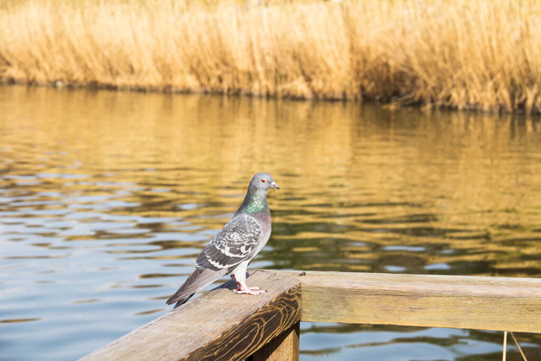 pigeon and Dry reeds background - Foto, Imagem