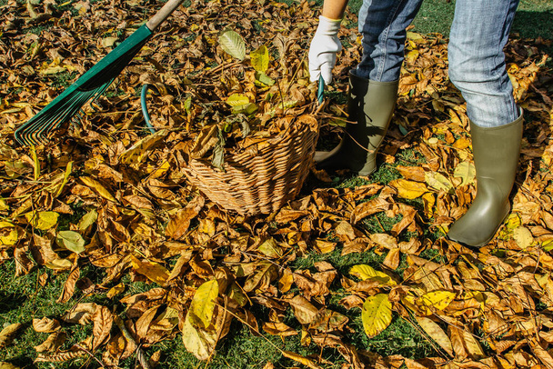 Πρόσωπο τσουγκράνα πεσμένα φύλλα στον κήπο.Κορίτσι κρατώντας μια τσουγκράνα και τον καθαρισμό γκαζόν από τα φύλλα κατά τη διάρκεια της φθινοπωρινής εποχής.Κορίτσι στέκεται με τσουγκράνα. Φθινοπωρινή εργασία στον κήπο.Φθινοπωρινές εποχιακές εργασίες. - Φωτογραφία, εικόνα