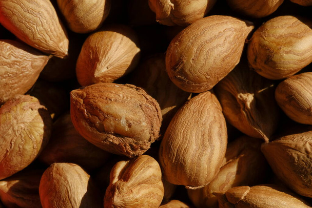 Macro closeup details of Hazelnuts without shell on a pile - Photo, Image