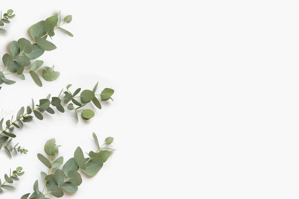 Grüne Blätter von Eukalyptuszweigen auf weißem Hintergrund. - Foto, Bild