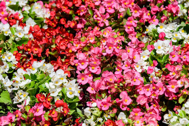 Top view of many vivid pink begonia flowers with fresh in a garden in a sunny summer day, perennial flowering plants in the family Begoniaceae, vivid floral background in direct sunlight - Photo, Image