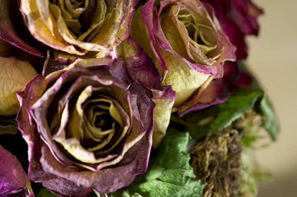szárított rózsák - Fotó, kép