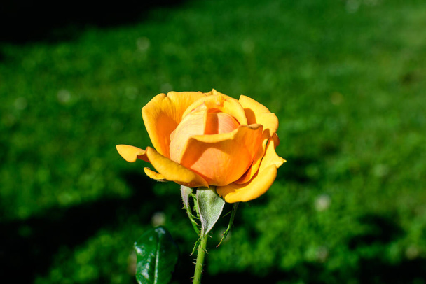 Ένα μεγάλο και ευαίσθητο ζωηρό πορτοκαλί τριαντάφυλλο σε πλήρη άνθιση σε ένα καλοκαιρινό κήπο, στο άμεσο ηλιακό φως, με θολή πράσινα φύλλα στο φόντο - Φωτογραφία, εικόνα